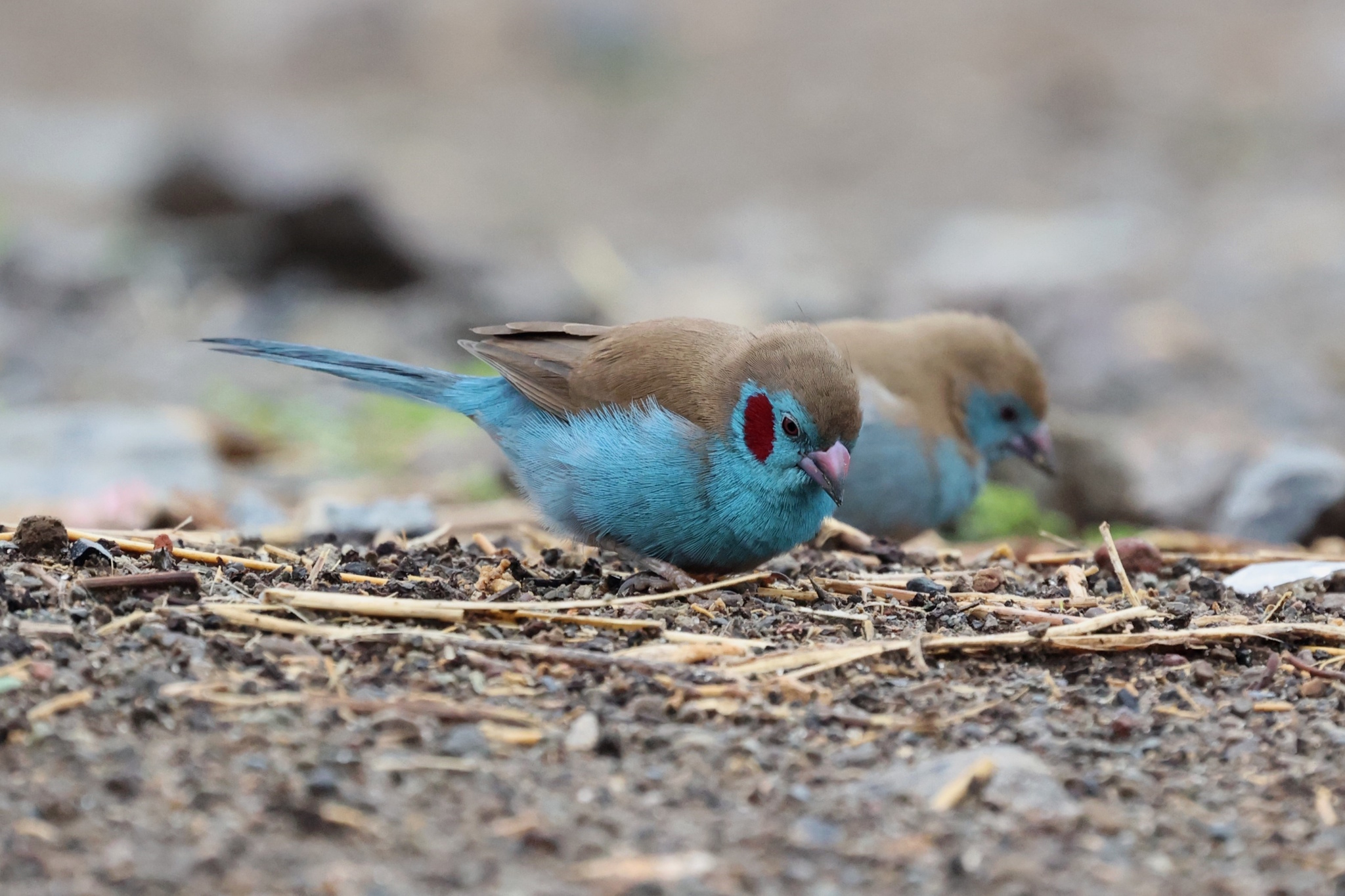 Red-cheeked Cordonbleu (Uraeginthus bengalus)
