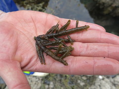 Splachnidium rugosum