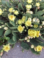 Opuntia