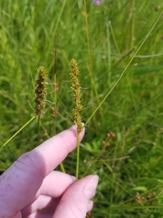 Carex annectens