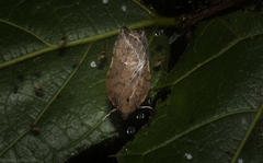 Arachnographa micrastrella