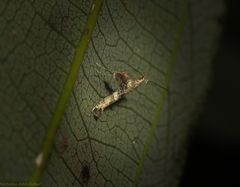 Cyphosticha panconita