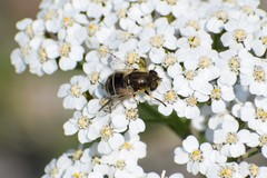 Eristalis brousii
