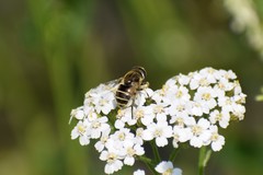 Eristalis brousii