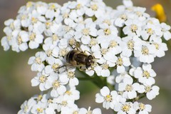 Eristalis brousii