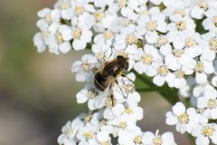 Eristalis brousii