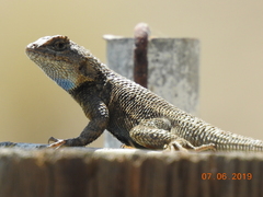 Sceloporus occidentalis longipes