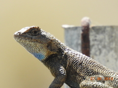 Sceloporus occidentalis longipes