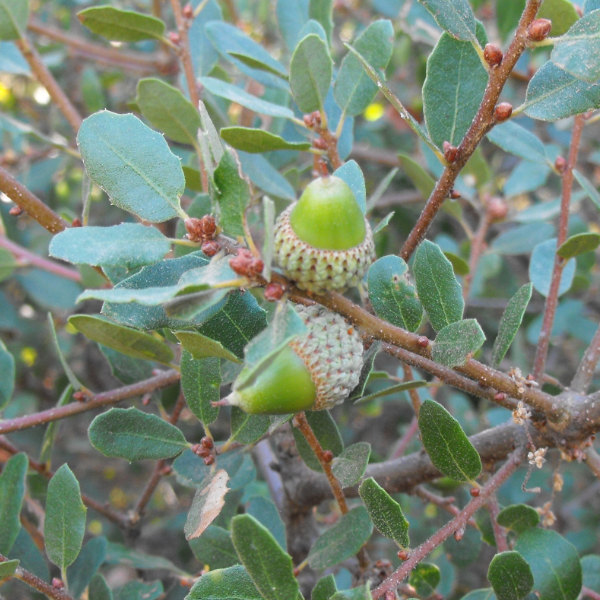 Quercus pacifica