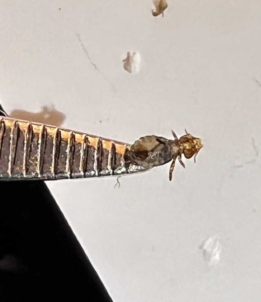 Philopterus rutteri