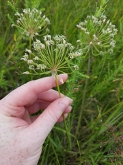 Allium canadense lavandulare
