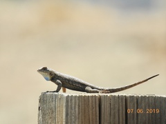 Sceloporus occidentalis longipes