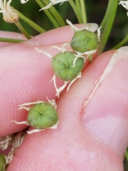 Allium canadense lavandulare