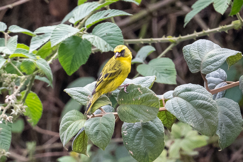 Western Citril (Crithagra frontalis), photo 10