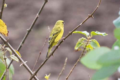 Western Citril (Crithagra frontalis), photo 9