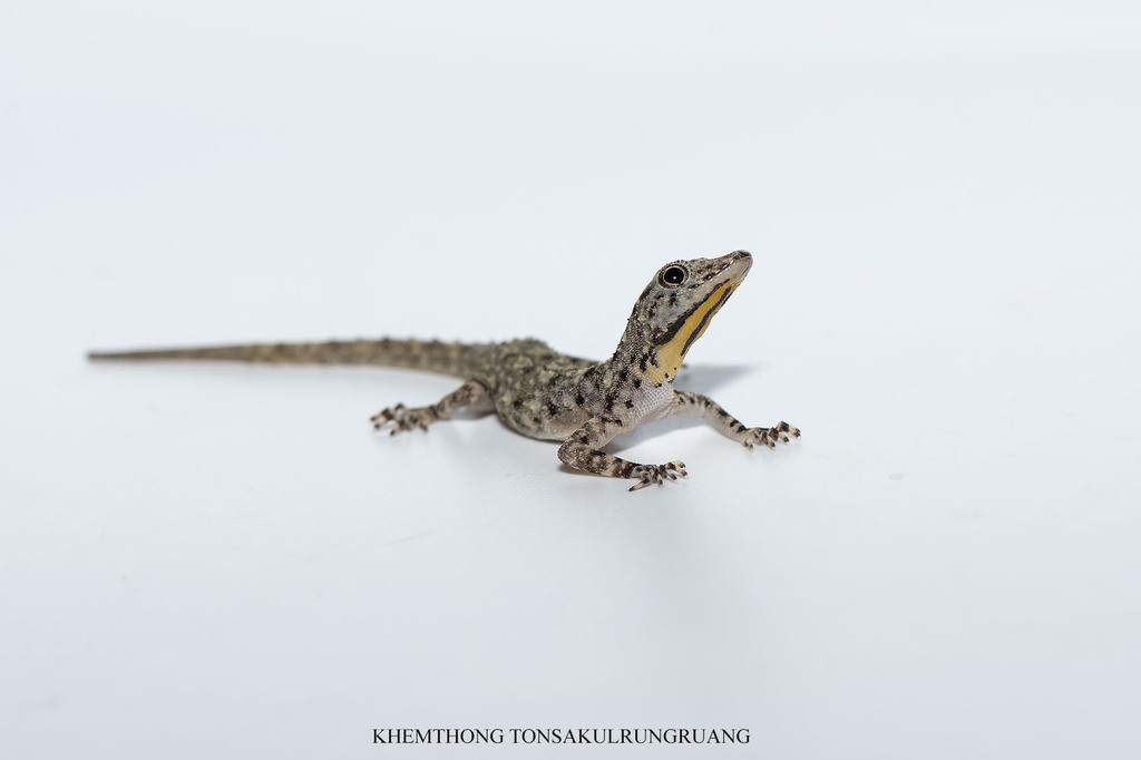 Striped Throated Rock Gecko
