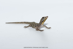 Striped Throated Rock Gecko photo 1