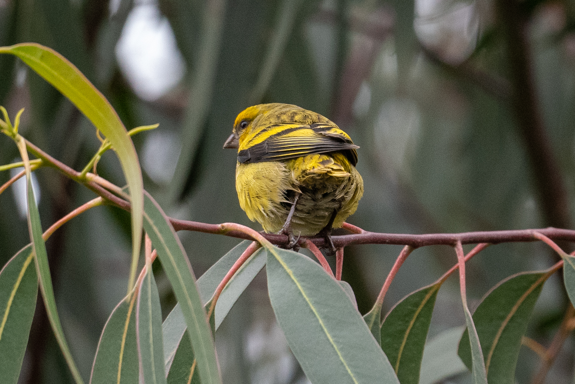 Yellow-crowned Canary (Serinus flavivertex), photo 7