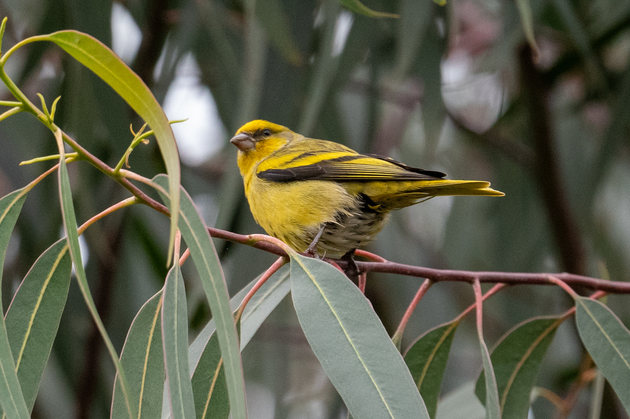 Yellow-crowned Canary (Serinus flavivertex), photo 6