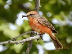 Pyrocephalus rubinus