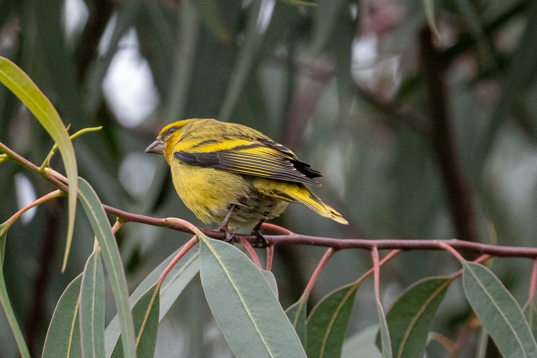 Yellow-crowned Canary (Serinus flavivertex), photo 8