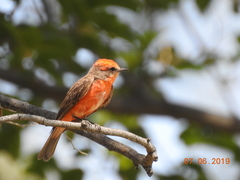 Pyrocephalus rubinus