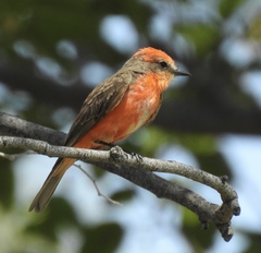 Pyrocephalus rubinus