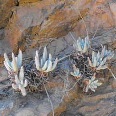 Dudleya virens hassei