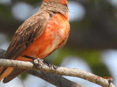 Pyrocephalus rubinus