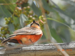 Pyrocephalus rubinus