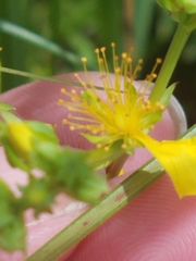 Hypericum adpressum