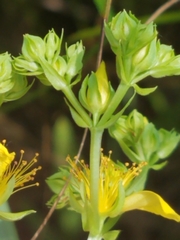 Hypericum adpressum