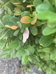 Pleuroprucha insulsaria
