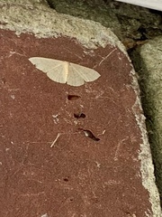 Pleuroprucha insulsaria