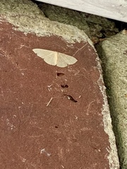 Pleuroprucha insulsaria