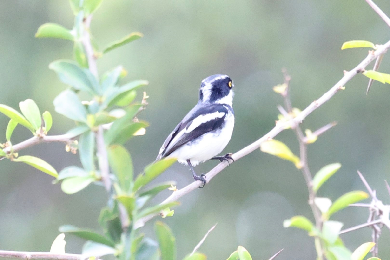Grey-headed Batis (Batis orientalis), photo 6