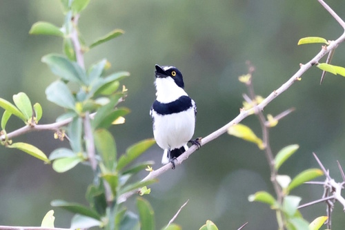 Grey-headed Batis (Batis orientalis), photo 10