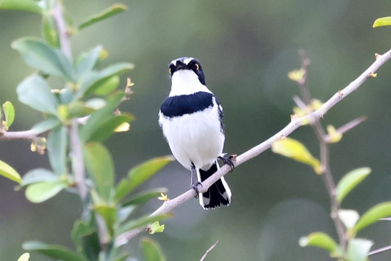 Grey-headed Batis (Batis orientalis), photo 5