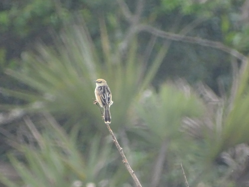 Rufous-winged Cisticola (Cisticola galactotes), photo 5