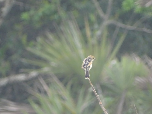Rufous-winged Cisticola (Cisticola galactotes), photo 5