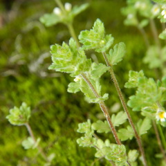 Euphrasia subarctica