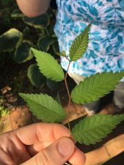Zelkova