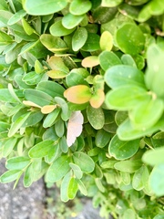 Pleuroprucha insulsaria