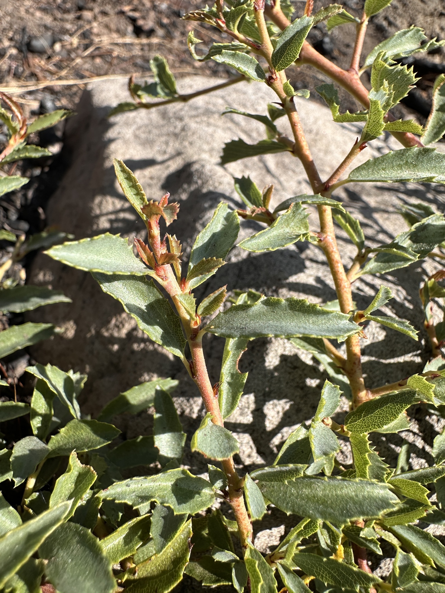 Ceanothus X serrulatus