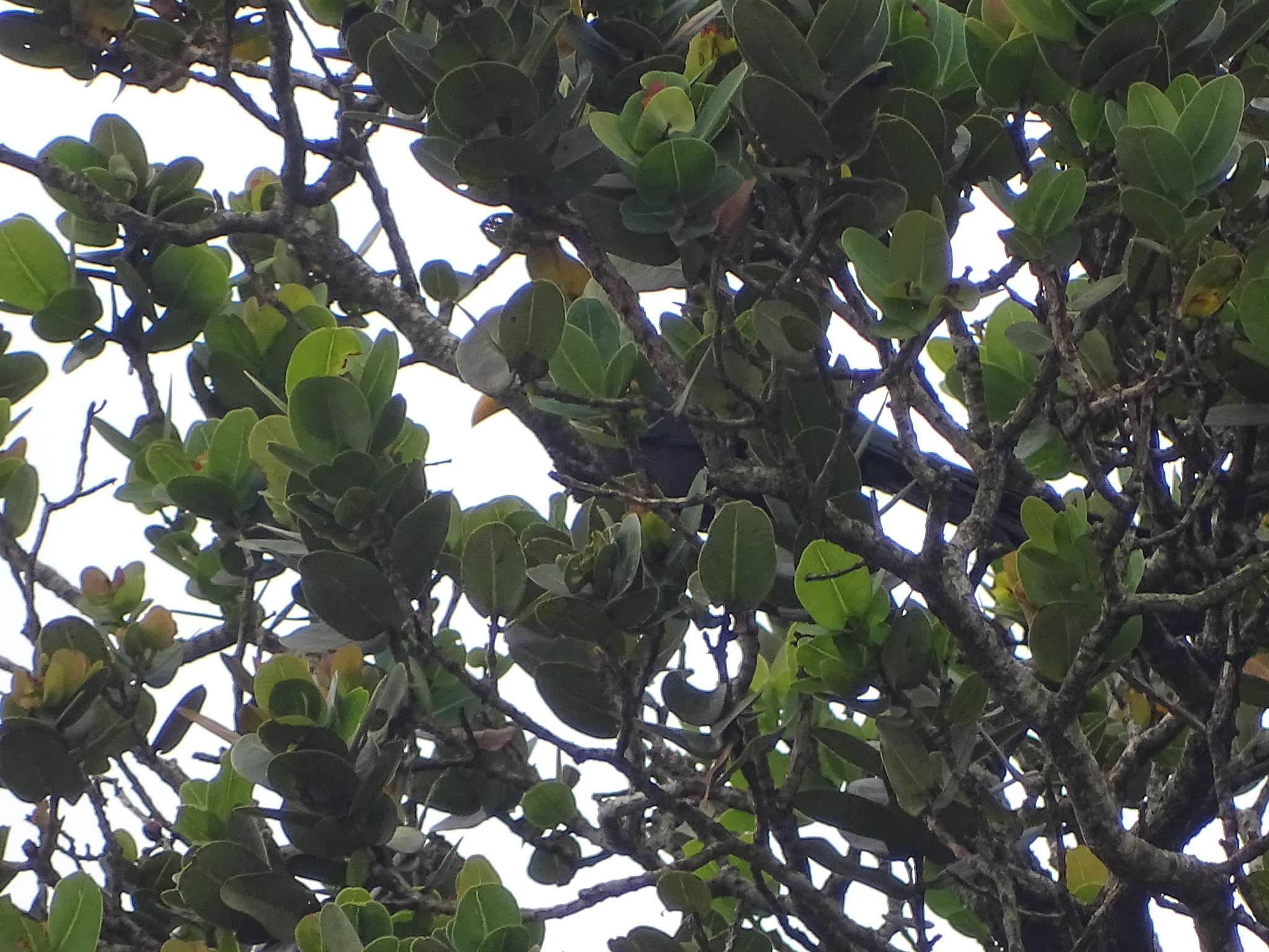 Green Malkoha (Ceuthmochares australis), photo 7