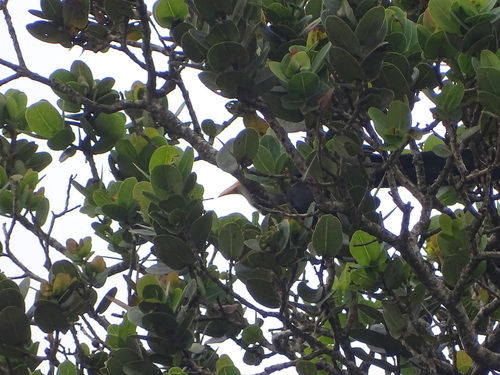 Green Malkoha (Ceuthmochares australis), photo 8