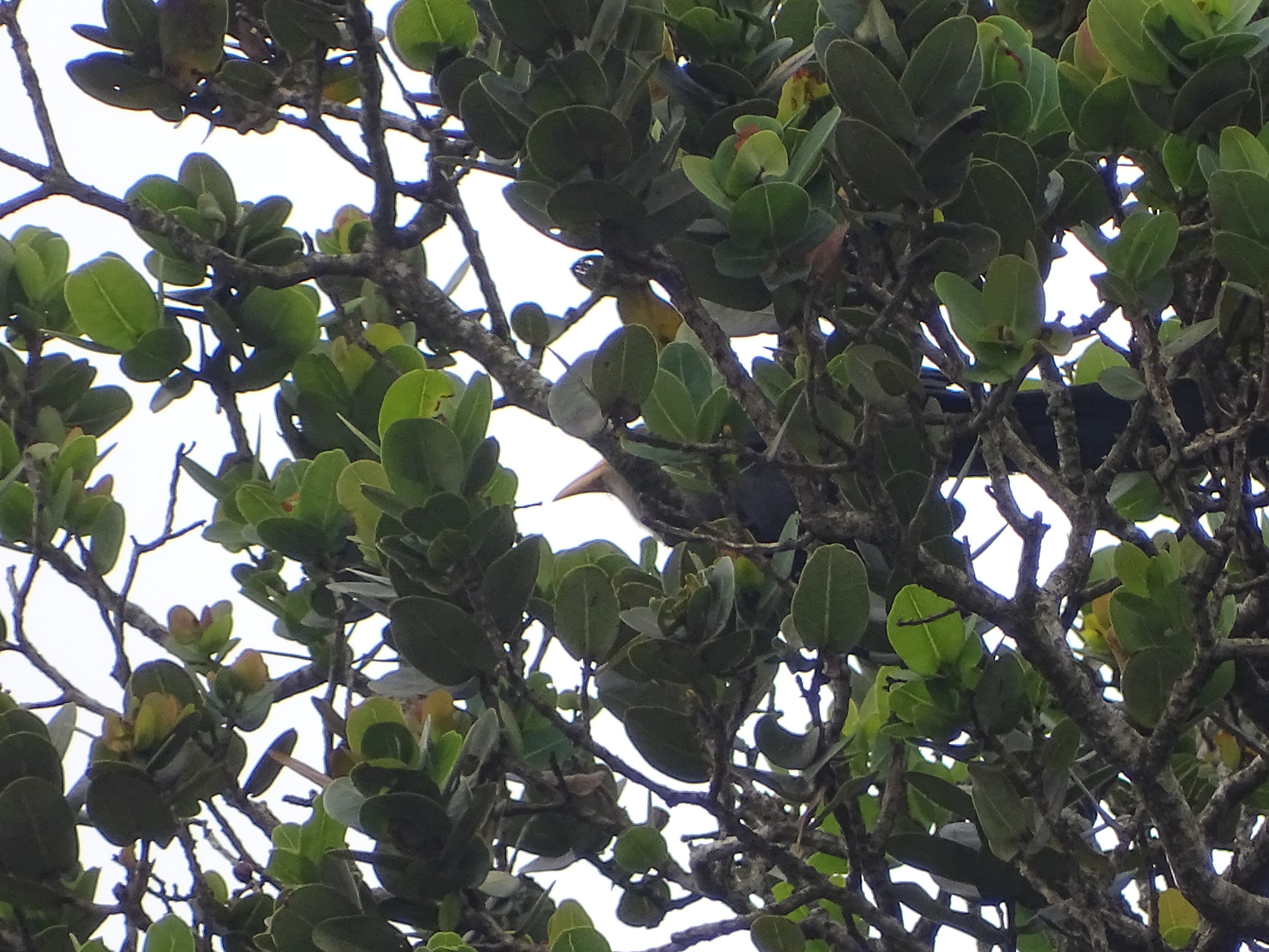 Green Malkoha (Ceuthmochares australis), photo 1