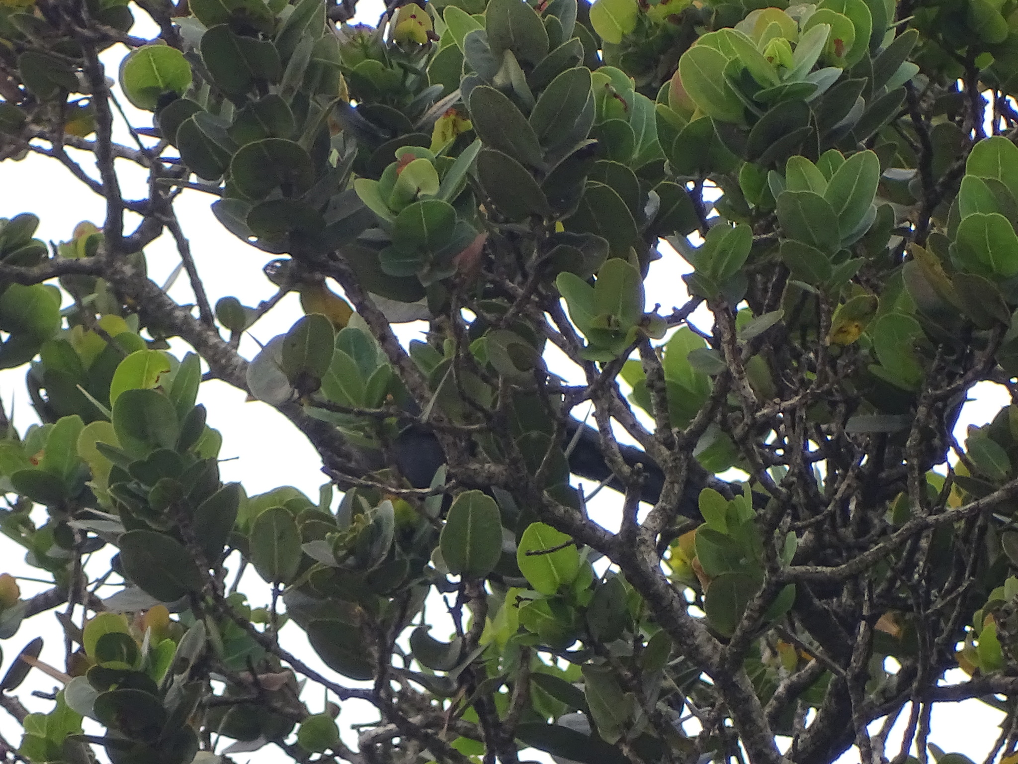 Green Malkoha (Ceuthmochares australis), photo 2
