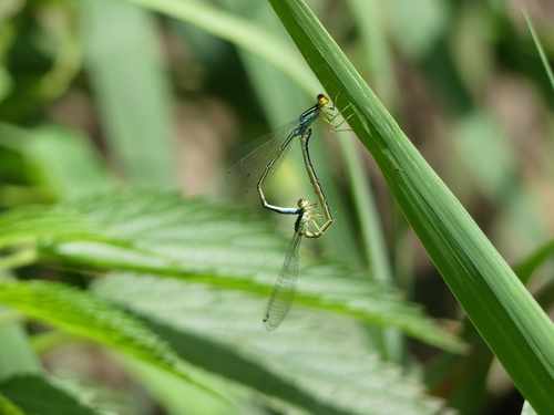 Rainbow Bluet photo 3