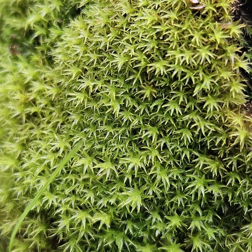 Image of Transparent Fork-Moss (Dichodontium pellucidum) by (c) Helen Waterman, some rights reserved (CC BY)